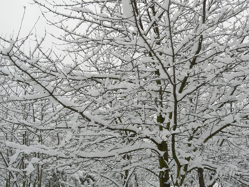 Snow, Blackheath P1070040.JPG